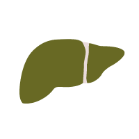 Liver-Icon